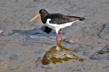 Walking in water