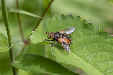 セスジハリバエ