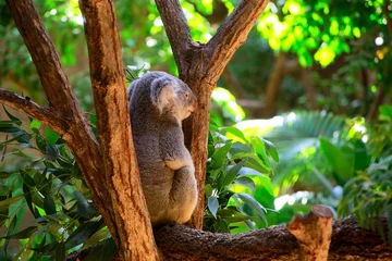 Tableaux ronds sur aluminium brossé Koala コアラ
