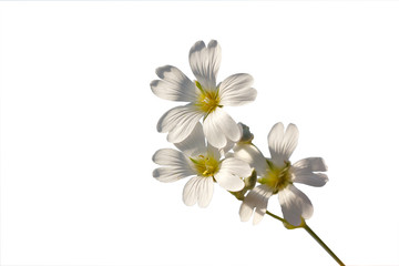 sprig with white flowers on a white background