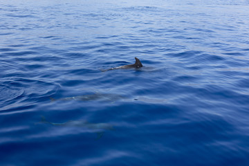 Wild dolphins swimming in the sea