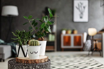 Close-up of potted cactus and two fresh plants placed on metal end table in the real photo with...