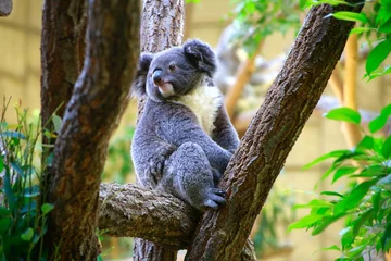 Lichtdoorlatende gordijnen Koala コアラ