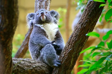 Foto op geborsteld aluminium Koala コアラ