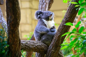 Photo sur Plexiglas Koala コアラ