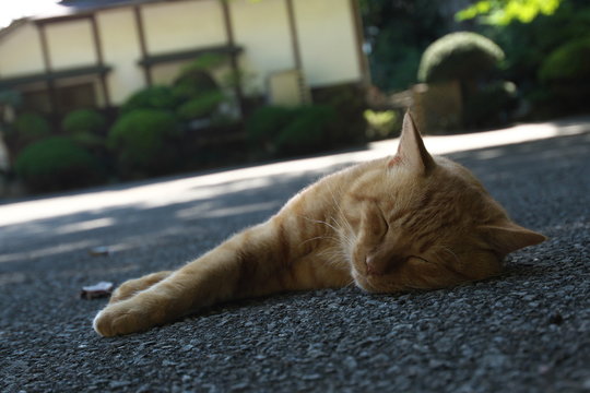 56 Best 茶色い猫 Images Stock Photos Vectors Adobe Stock