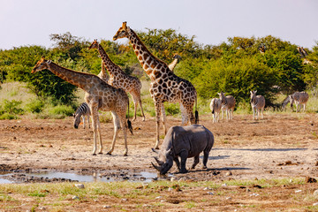 Naklejka premium Żyrafy, zebry i nosorożec piją przy wodopoju w Parku Narodowym Etosha w Namibii