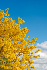 Fototapeta premium Silver trumpet tree (tree of gold, Paraguayan silver trumpet tree, Tabebuia aurea), yellow flowers are on long thin branches with blue sky background
