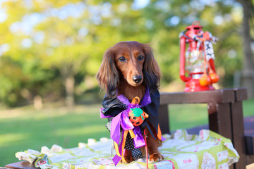 ハロウィンを楽しむダックスフンド