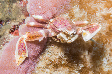 Porcelain Crab in the anemone found in Similan Island dive trip, Thailand 2018 © ludovica