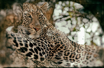 Leopard in the Maasai Mara National Park, Kenya