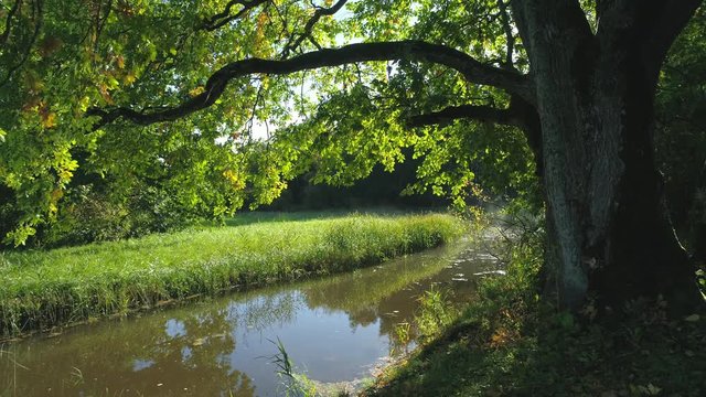 Old oak tree on riverside in morning after sunrise
