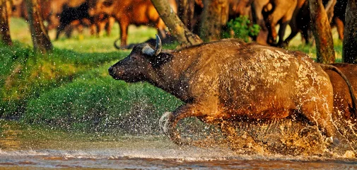 Papier Peint photo autocollant Parc national du Cap Le Grand, Australie occidentale African buffalo in the Lake Nakuru National Park, Kenya