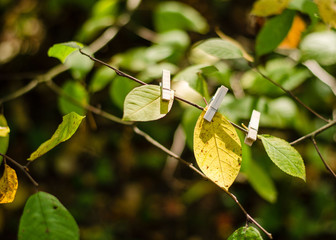Autumn in the forest. autumn natural landscape. Autumn, Selective focus