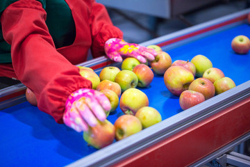 Fototapeta na wymiar The hands of the employee who sort the apples on the sorting line. Production facilities for grading, packing and storage of crops of large agricultural companies.