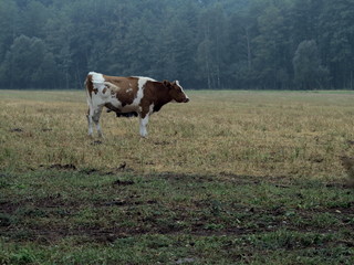 Fototapeta na wymiar Cow on the filed