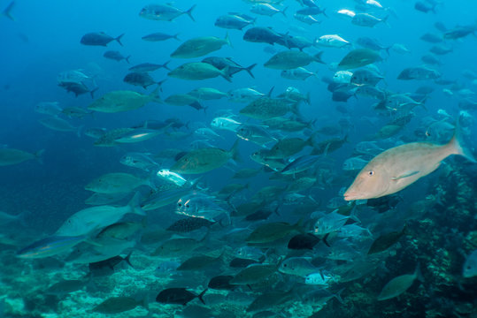 Long face emperor fish school found in Thailand dive sites. 