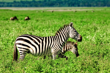 Zebras in the Ngorongoro Crater, Tanzania
