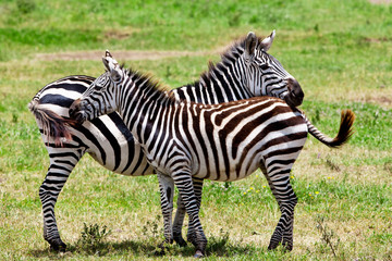 Zebras in the Ngorongoro Crater, Tanzania
