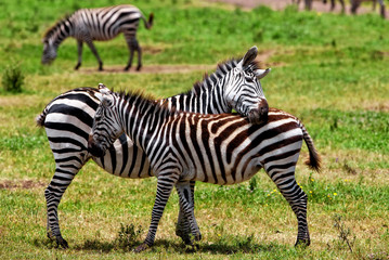 Zebras in the Ngorongoro Crater, Tanzania

