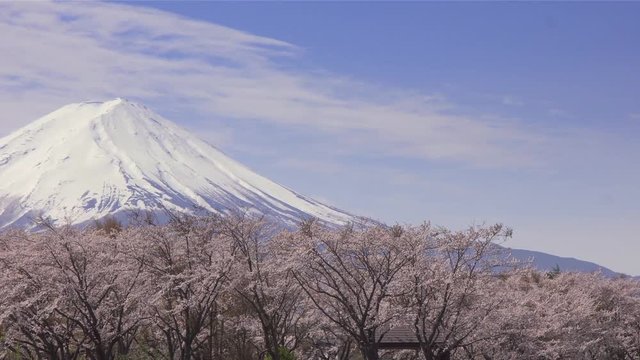 満開の桜と富士山／右へパン
