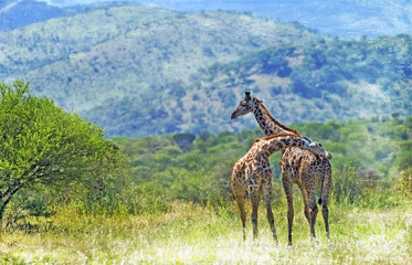 Naklejka na ściany i meble Giraffes in the Serengeti National Park, Tanzania