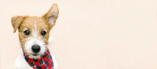 Photo sur Plexiglas Chien Chiot mignon drôle de chien de compagnie écoutant avec l& 39 oreille - bannière de Web avec l& 39 espace de copie