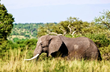 Fototapeta na wymiar African elephant in the Tarangire National Park, Tanzania