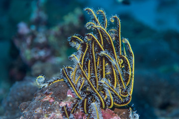 Macro of a juvenile yellow boxfish (Ostracion cubicus) found during a scuba dive in Similan islands. Thailand 2018
