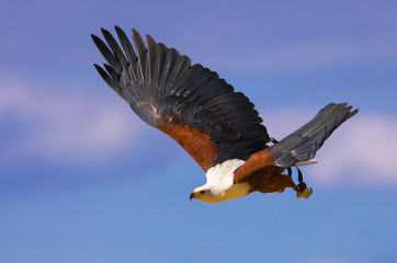 African fish eagle (Haliaeetus vocifer) - 225869577