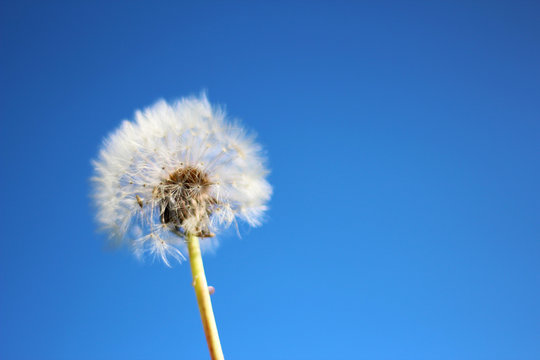 Soffione in cielo