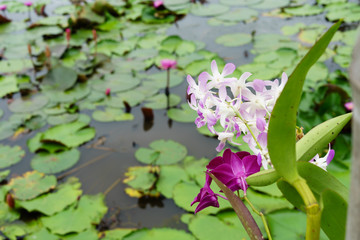 It is beautiful flower Pink Orchid at Red Lotus Floating Maket Banglan Nakhon Pathom Thailand.