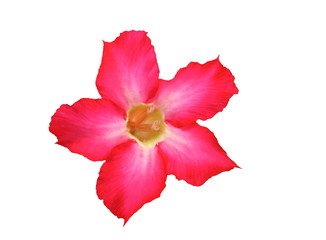 Desert rose isolated with clipping path.