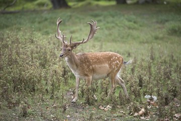 Dammwild