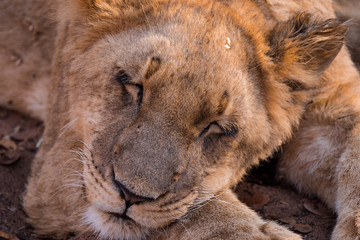 Lion cubs at Zambezi National Park, Zimbabwe
