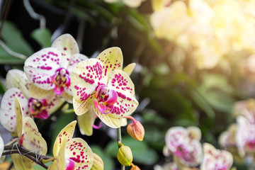 Thai Orchids have highly decorative flower spikes. Cymbidium Orchids in tropical garden....