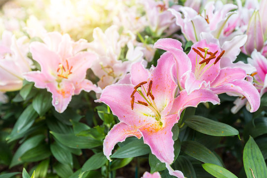 Beautiful pink lily in the nature garden.Pink lily background with copy space. Commonly known as Oriental Stargazer Lily.