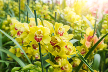Cymbidium orchid with sunlight in the winter morning. Yellow Cymbidium orchid have highly...