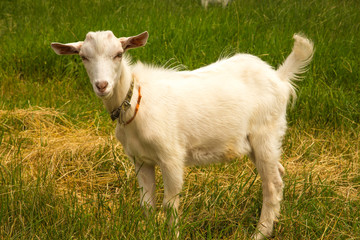 A goat is standing on a green meadow.