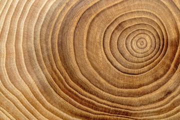 Wooden background. Abstract wood cross section image. Beautiful annual age rings of a tree cut.