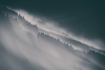 nature background with moody foggy forest