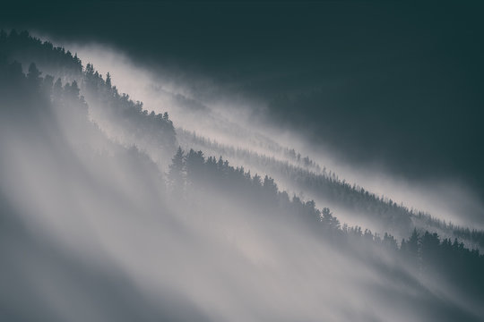 Fototapeta nature background with moody foggy forest