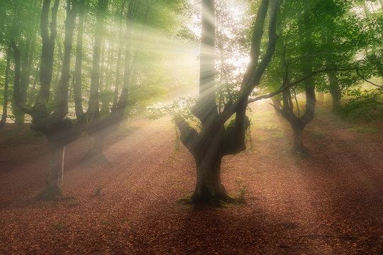 Fototapeta sun rays in Otzarreta forest at morning