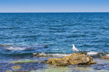 Seagull by the sea. Seascape with a seagull standing on the coastal stone. Tidal bore