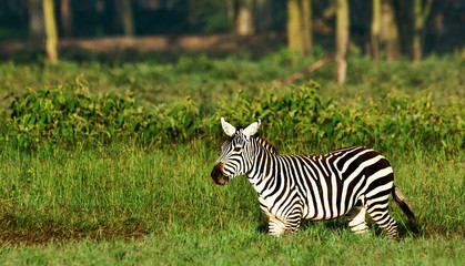 Zebra in the Lake Nakuru National Park, Kenya