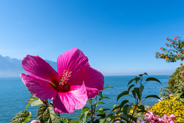 Pinke hibiskus Blume am Wasser © Tobias
