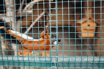 squirell
