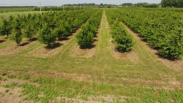 Young trees cherry garden. Trees of sweet cherry with green leaves