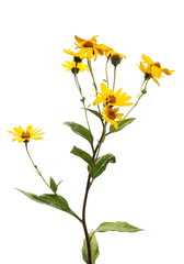 Fresh yellow field flowers blooming, isolated on white background, clipping path