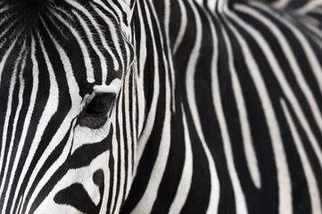 Eye of a zebra